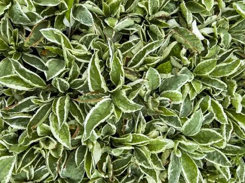 Botanical Background Stock Photos