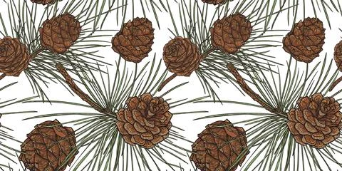Botanical Cedar Cones Seamless Pattern Stock Illustration
