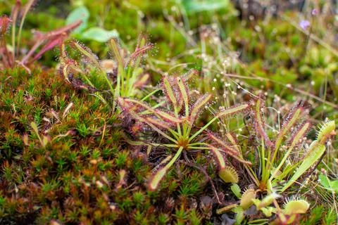 Botanical collection, different Carnivorous plants which trapping and consumi Photos