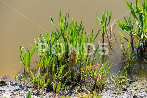 Botanical collection, edible sea aster plant, Tripolium pannonicum ...