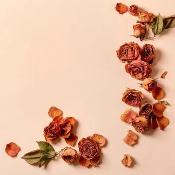 Botanical composition creative layout with dry petals roses Stock Photos