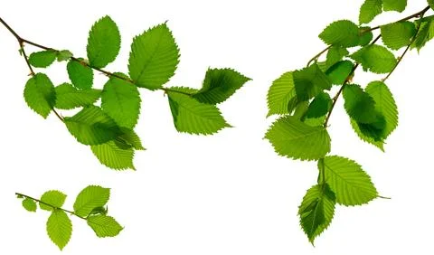 Botanical design elements,  greenery. leaves decorative objects collection. S Stock Photos