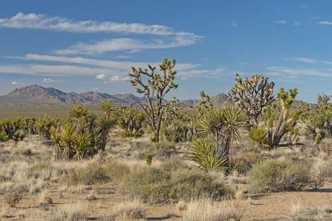 Botanical Display in the Desert Photos