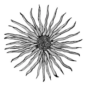Botanical drawing of Devyasil high, black and white sketch of doodle Stock Illustration
