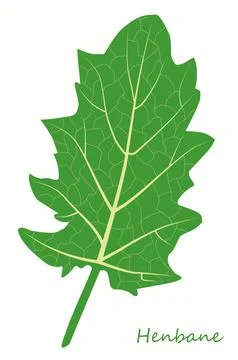 Botanical drawing henbane leaf Stock Illustration
