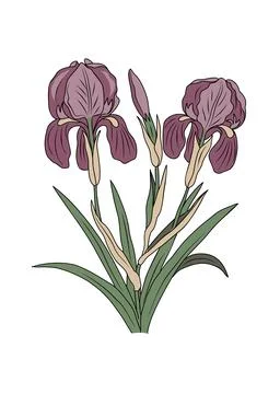 Botanical drawing of Iris February birth month flower. Stock Illustration