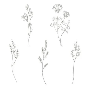 Botanical drawing. Minimal plant logo, meadow greenery isolated line elements 库存插图