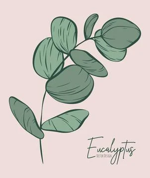 Botanical elegant line illustration of a eucalyptus leaves branch Stockillustratie