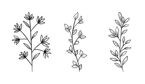 Botanical elements - branches with leaves, black outline illustration on whit Stock Illustration