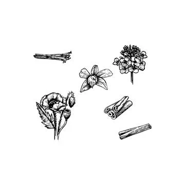Botanical Elements with Cinnamon Sticks Illustration. Vector icon. Stockillustratie
