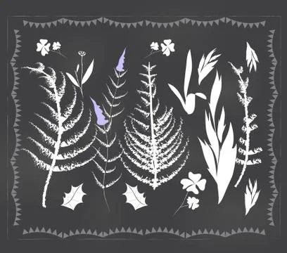 Botanical elements 스톡 일러스트