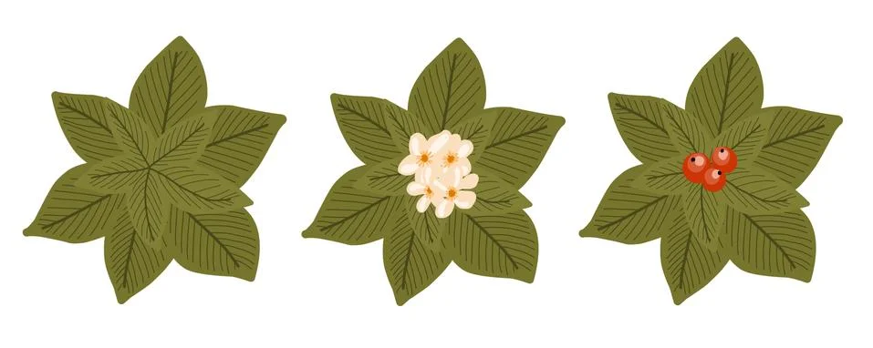 Botanical elements for a landscape plan. Landscaping constructor. Plants top  Stock Illustration