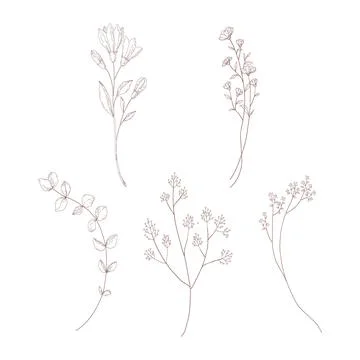 Botanical elements. Minimal plant logo, meadow greenery, leaf and blooming 库存插图
