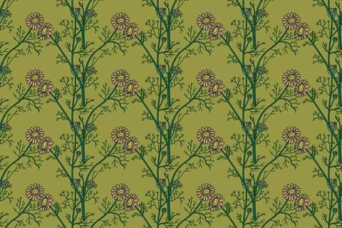 Botanical floral seamless pattern with chamomile flowers vector illustratio.. Stock Illustration