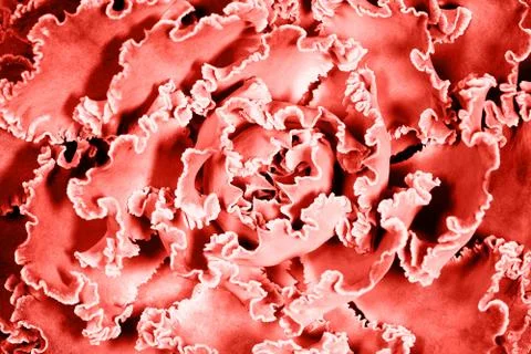 Botanical flower background Stock Photos