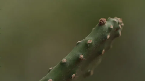 BOTANICAL GARDEN - CACTUS CLOSE UP # 2 Stock Footage 28034122
