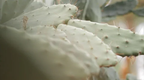 BOTANICAL GARDEN - CACTUS CLOSE UP Stock Footage 28124870