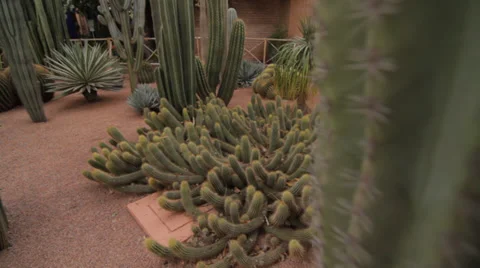 BOTANICAL GARDEN - CACTUS Stock Footage 27994032