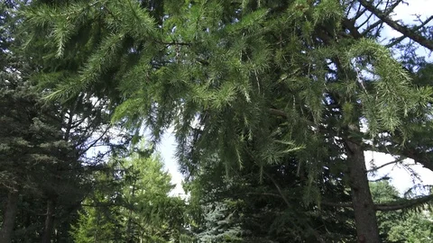 Botanical Garden Vidéo 101189590
