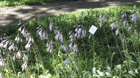 Botanical Garden Vidéo 101189609