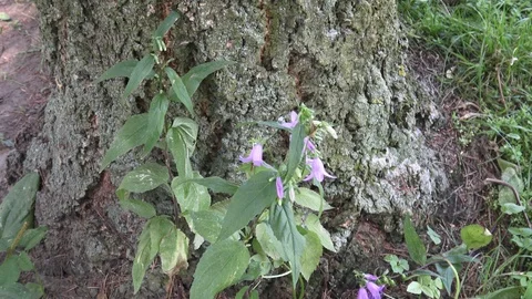Botanical Garden Vídeo Stock 101189653