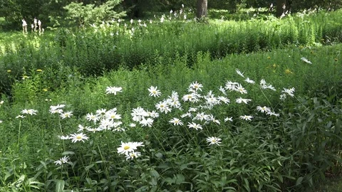 Botanical Garden Vidéo 101189780