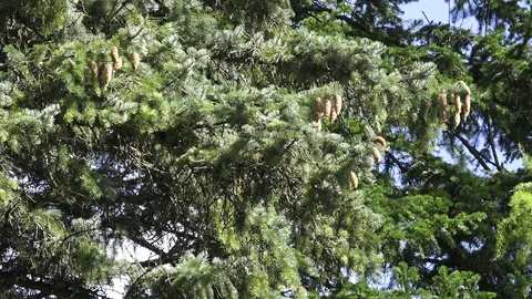 Botanical Garden Vidéo 101189888