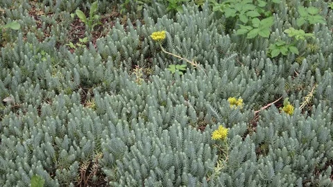 Botanical Garden Vidéo 101190017