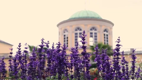 Botanical Garden Stock Footage 145533738