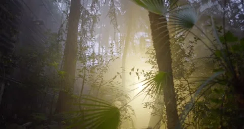 Botanical garden Video stock 161186753
