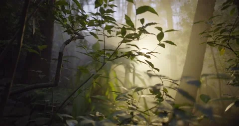 Botanical garden Video stock 161186854