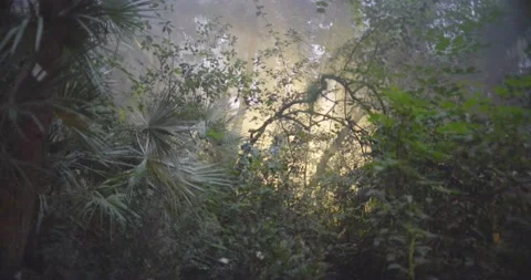 Botanical garden Video stock 161186864