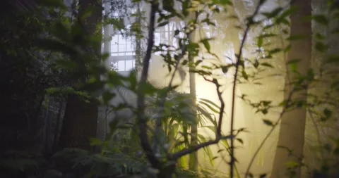 Botanical garden Video stock 161187254