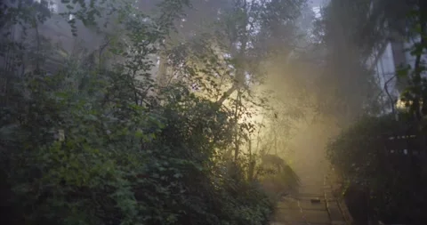 Botanical garden Video stock 161187285