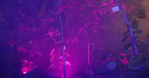 Botanical garden Video stock 161187311