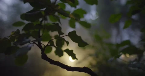 Botanical garden Video stock 161187516