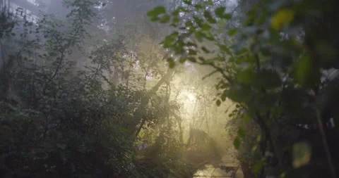 Botanical garden Video stock 161187522