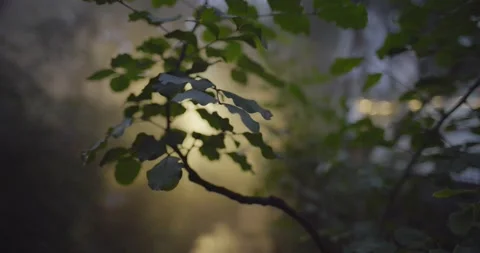 Botanical garden Video stock 161189585