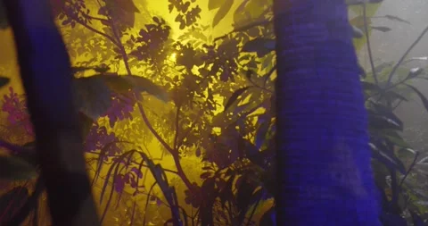 Botanical garden Video stock 161189727