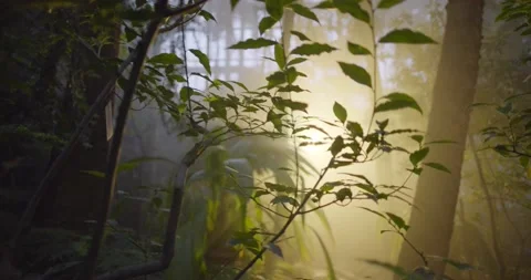 Botanical garden Video stock 161189996