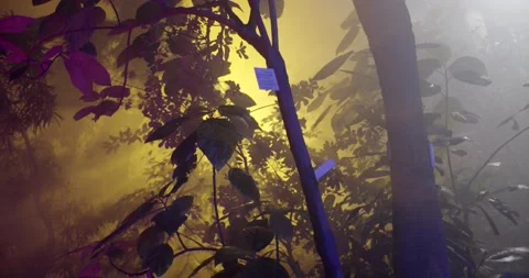 Botanical garden Video stock 161190527