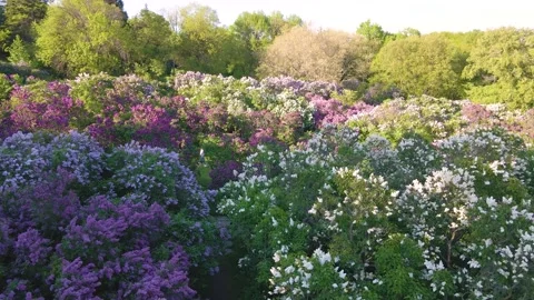 Botanical garden in Kiev Stock Footage 158155255