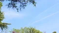Botanical garden of Nice, panorama of amazing tree with violet flowers, nature HD Footage