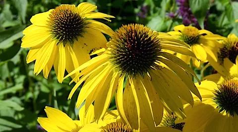 Botanical Garden Outside 18svv Stock Footage 47648043