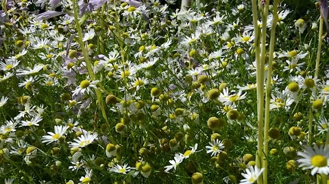 Botanical Garden Outside 22svv Stock Footage 47647601