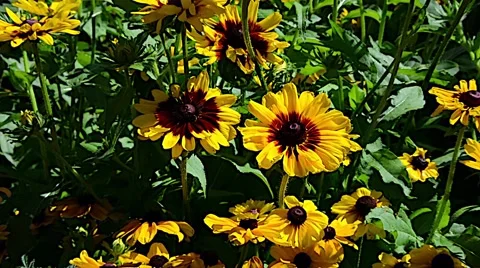 Botanical Garden Outside 27ZOsvv Stock Footage 47647962