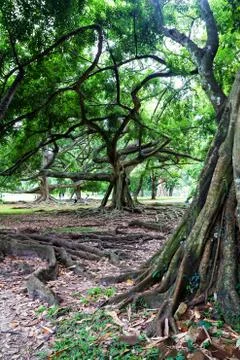 Botanical Garden of Peradeniya, Kandy,"Royal Botanical Gardens, asias most be Stock Photos