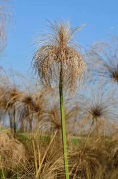 Botanical garden Foto stock