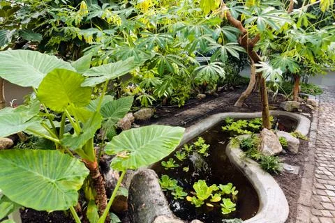 Botanical garden Stock Photos