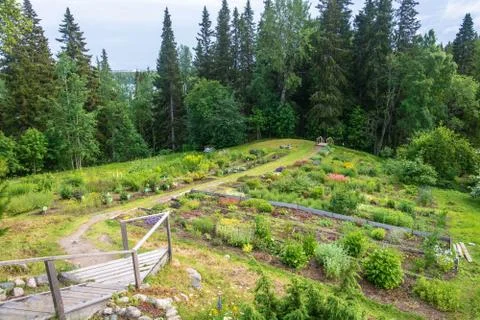 In the Botanical garden of the Solovetsky Islands. Stock Photos